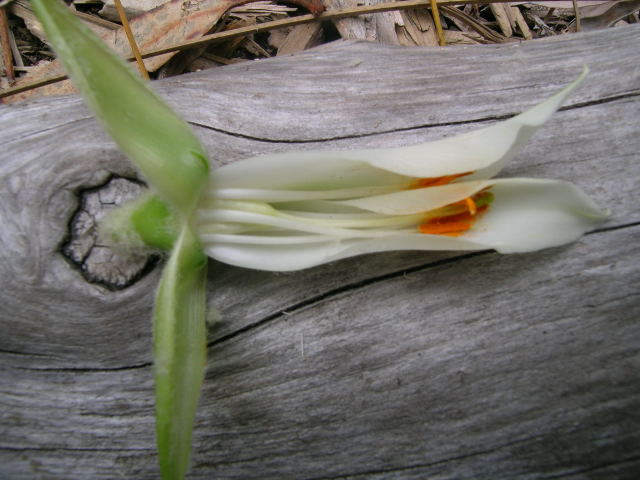 Puya raimondii 8