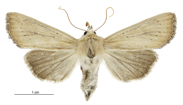 Tmetolophota blenheimensis female