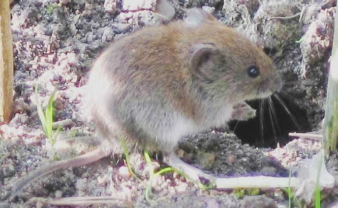 Bank vole