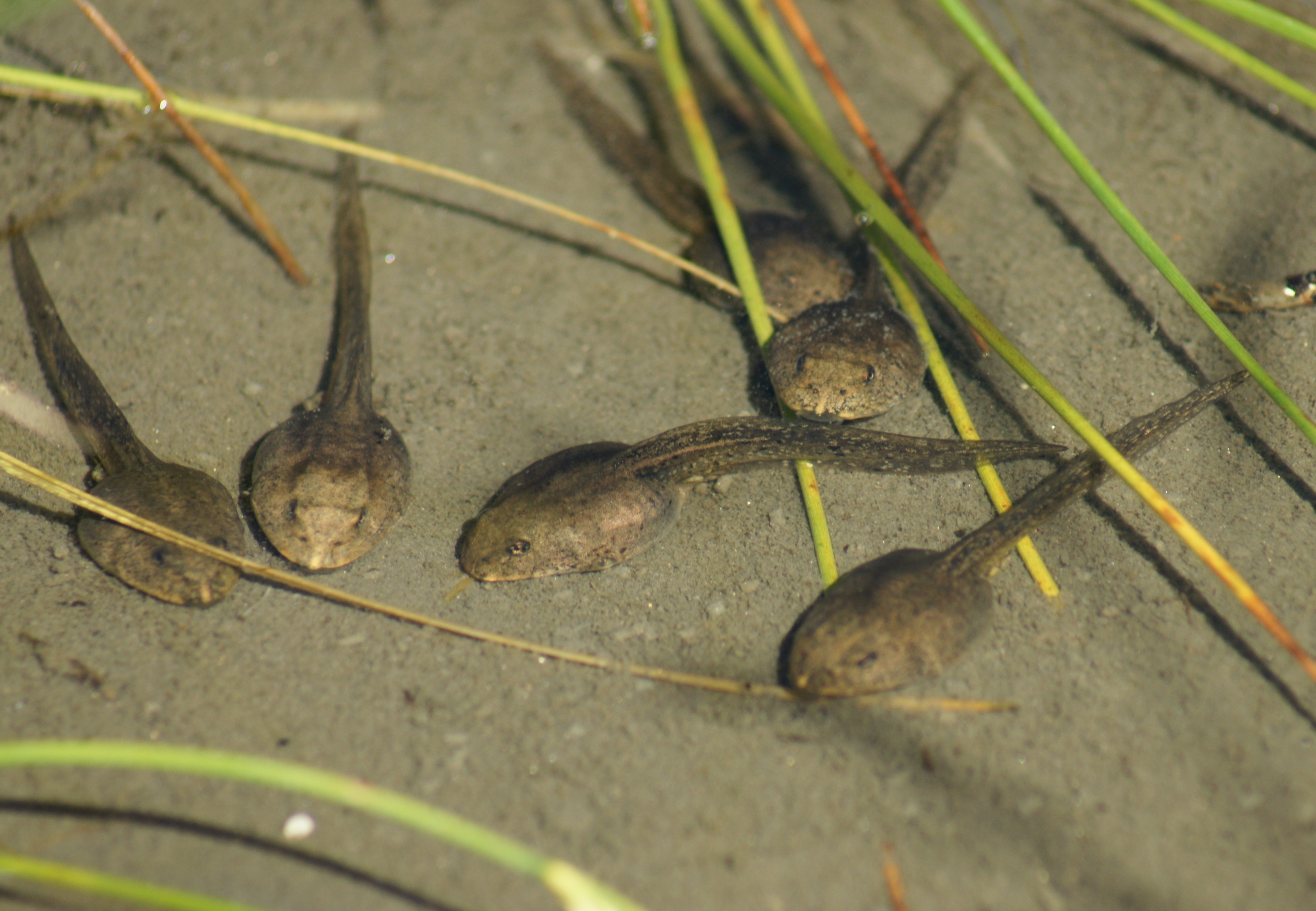 Лягушки в соленой воде. Головастики лягушек. Головастик это личинка лягушки. Головастик Озерной лягушки. Головастик травяной лягушки.