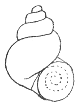 Bithynia leachii drawing