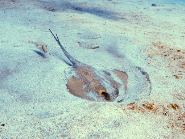 Common stingray tenerife