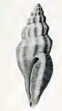 Guraleus fascinus 001.jpg