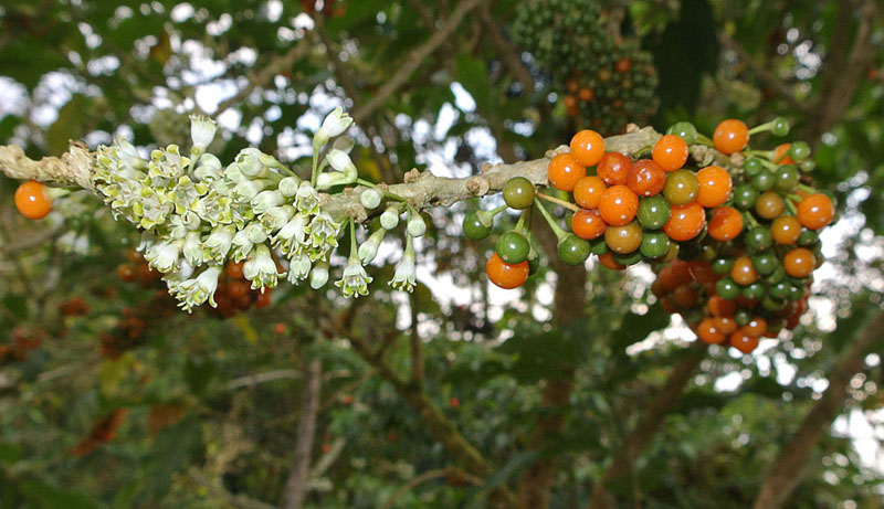 Acnistus arborescens, known as Hollow Heart - Flickr - Dick Culbert