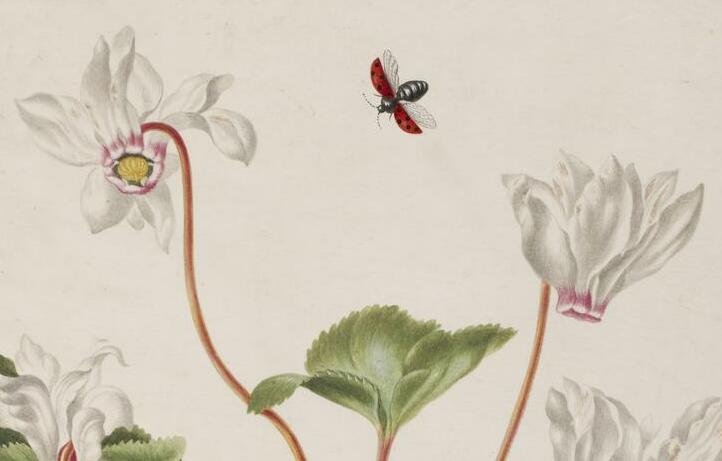 Drawing, album (BM SL,5276.74) (ladybird flying over cyclamen)