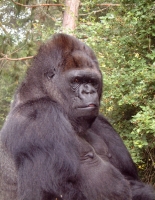 Koko the gorilla.jpg