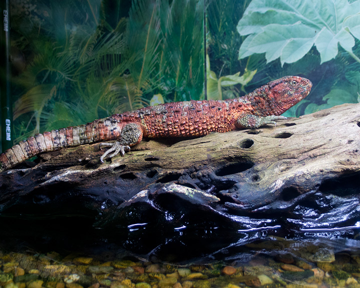 Chinese Crocodile Lizard (6878893707)
