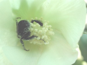 Cotton pollination 5892