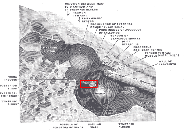 Musculusstapedius