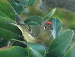 RubycrownedKinglet23