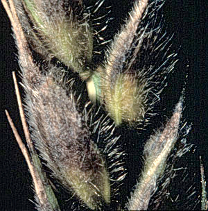 Stagonospora-nodorum-wheat