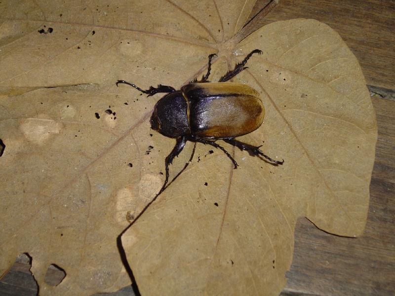 Elephant beetle