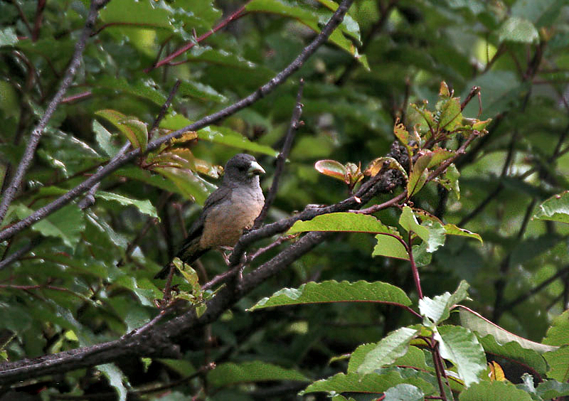 Black-&-Yellow Grosbeak (Female) I IMG 7370