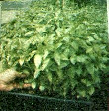 Aeroponic-plants