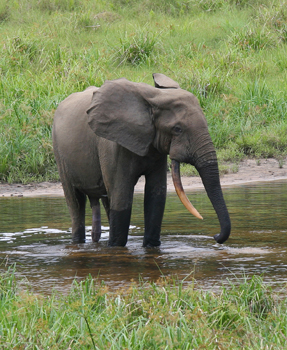 African Forest Elephant.jpg