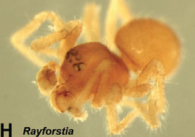 Rayforstia vulgaris.jpg