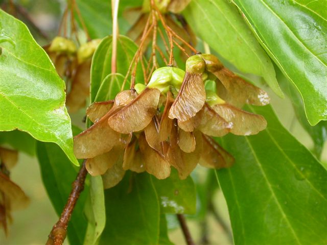 Acer buergerianum seeds