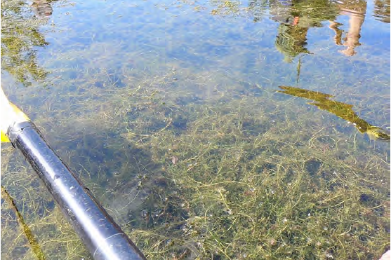 Hydrilla in the Mallows Bay–Potomac River National Marine Sanctuary