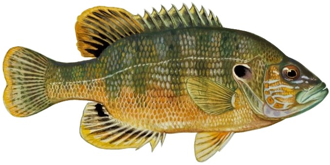 Lepomis cyanellus Raver (white background)