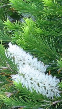 Melaleuca armillaris.jpg