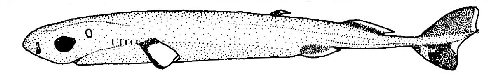 Euprotomicrus bispinatus (Pygmy shark)