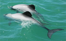 Two Maui's dolphins.jpg