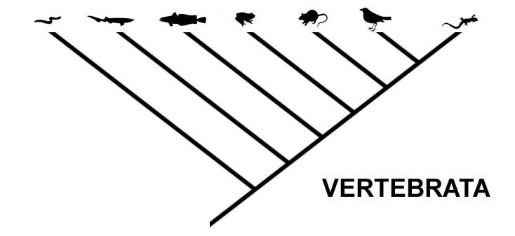 biological classification facts for kids blank cladogram