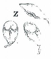 Giardia drawing Lambl 1859