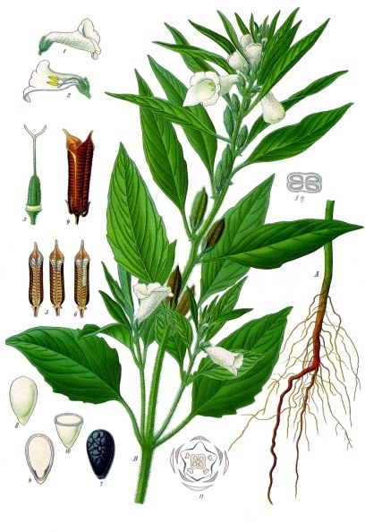 Sesamum indicum - Köhler–s Medizinal-Pflanzen-129