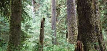 Sitka Spruce forest