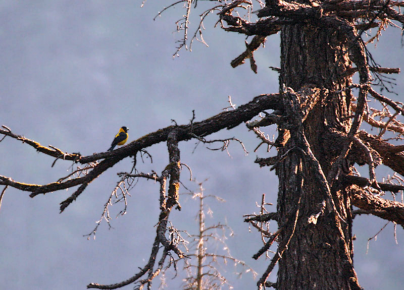 Black-&-Yellow Grosbeak (Male) I IMG 6858