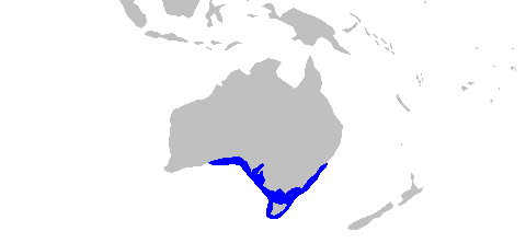 Narcine tasmaniensis rangemap