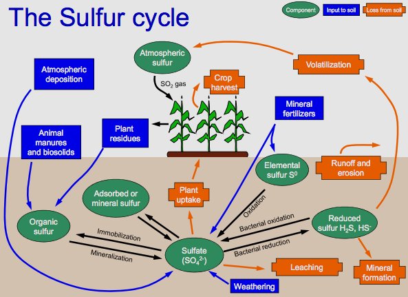 sulfur-cycle-facts-for-kids