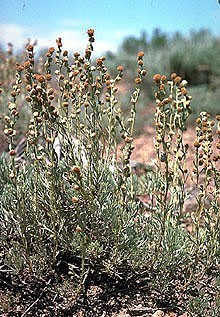 Artemisia papposa.jpg