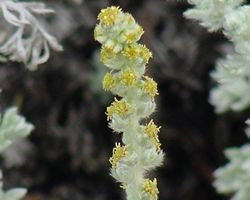 Artemisia pycnocephala01