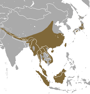 Masked Palm Civet area.png