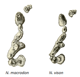 N. macrodon & N. vison dentition
