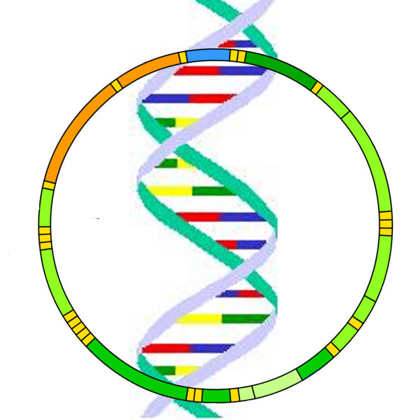 Mitochondrial DNA
