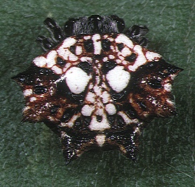 Thelacantha brevispina female 1 - Tanikawa