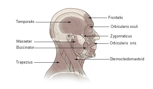 Illu head neck muscle