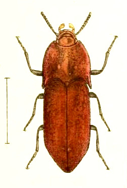 Psorochroa granulata Broun