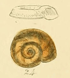 Planorbis marginatus (Sowerby).jpg
