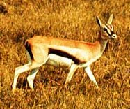 Gazelle Facts for Kids