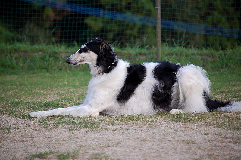 Black and white borzoi