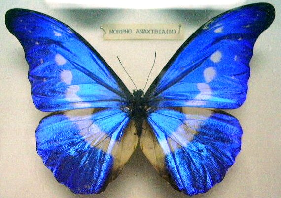 Butterfly Morpho rhetenor helena (M) KL