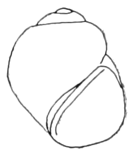 A snail shell that is quite round with a low spire and an oval aperture