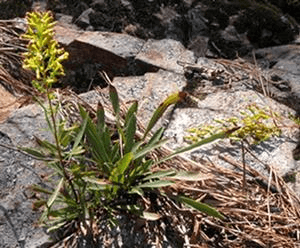 Solidago plumosa 2.png