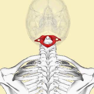 atlas bone