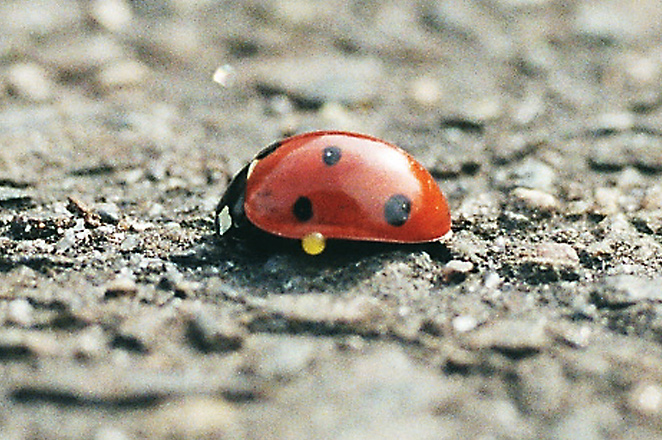 Coccinella septempunctata Reflexbluten (cropped)