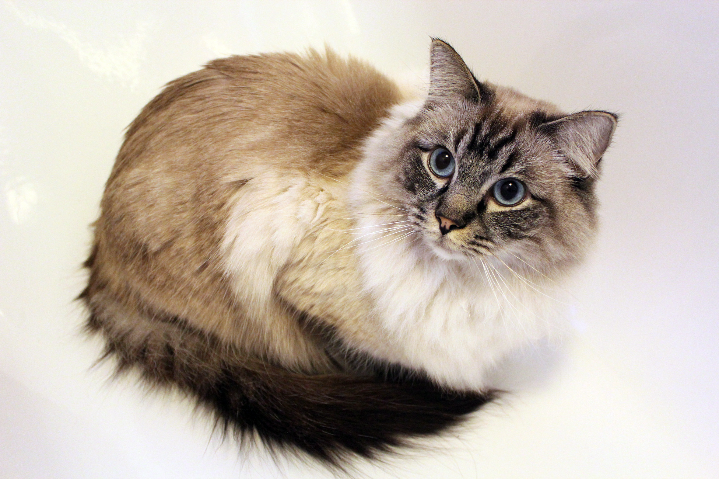 Long Hair Ragdoll Cats: Everything You Need to Know - wide 3